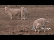 Three Goats 731